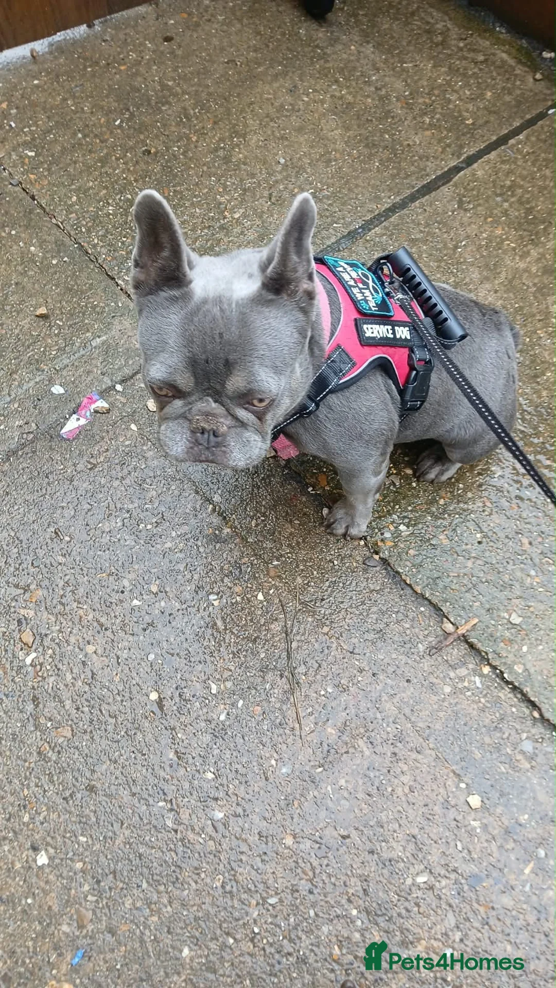 French Bulldog dogs for sale: Loving Home Needed ASAP For Frenchie - Advert 2