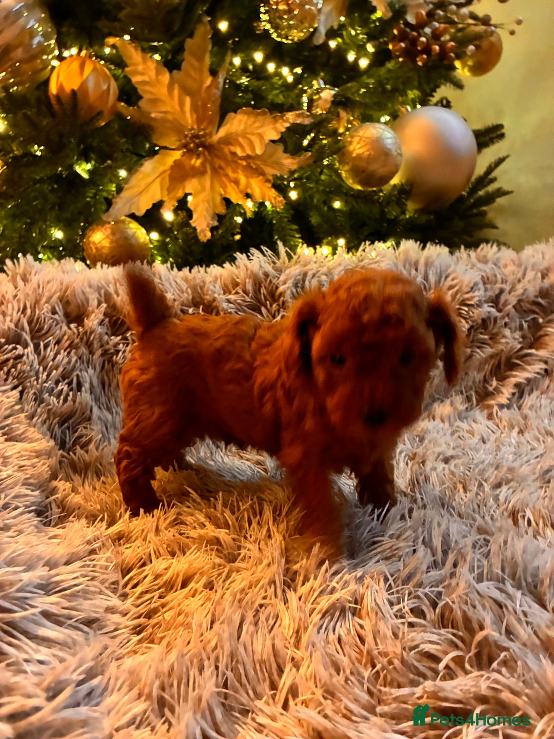 Toy Poodle dogs for sale: 5* Champion Bloodline  Asian Toy Poodles - Advert 6