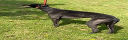 Greyhound dogs for sale: Greyhound  in Birmingham - Advert 1