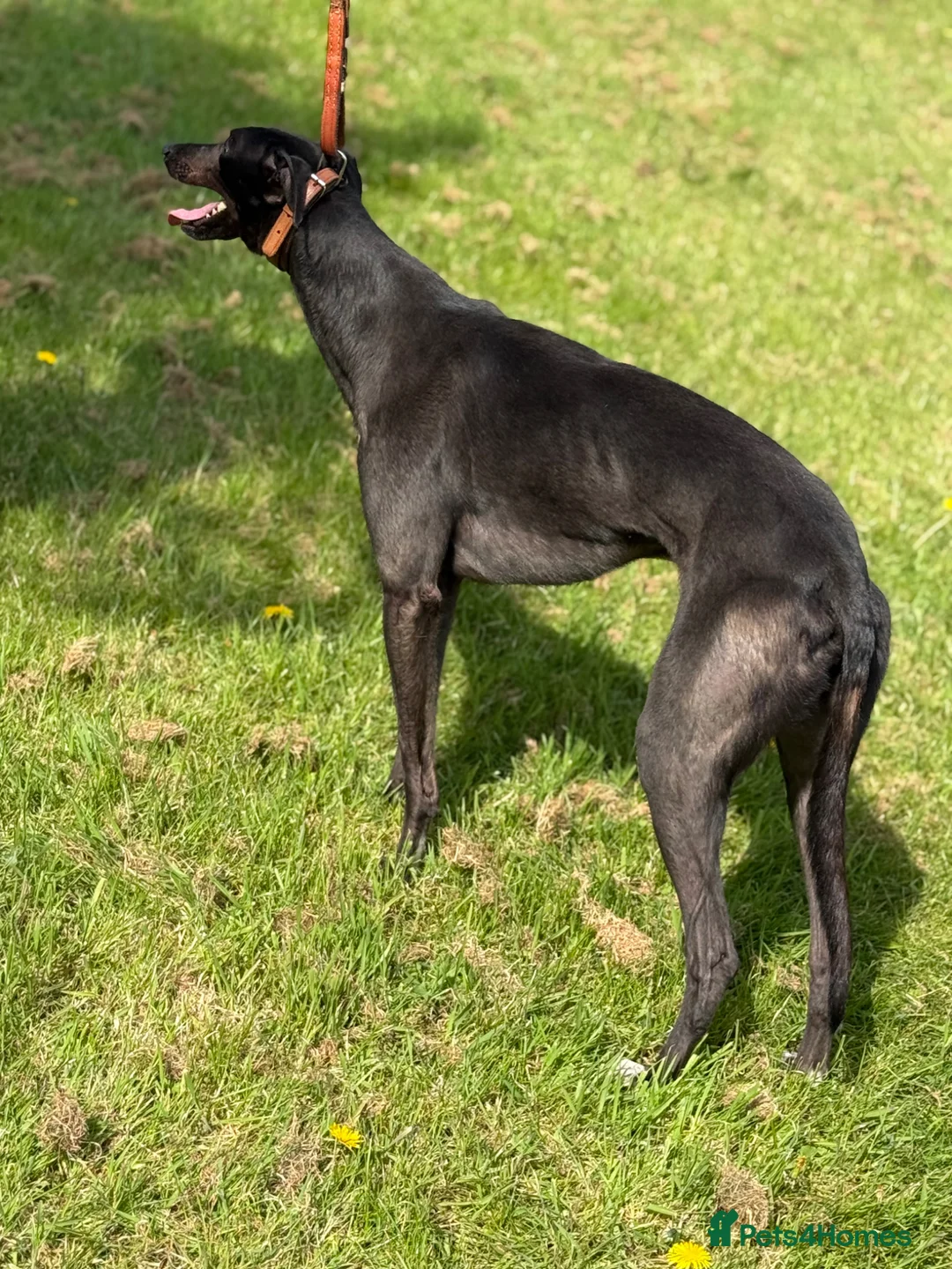 Greyhound dogs for sale: Greyhound  in Birmingham - Advert 1