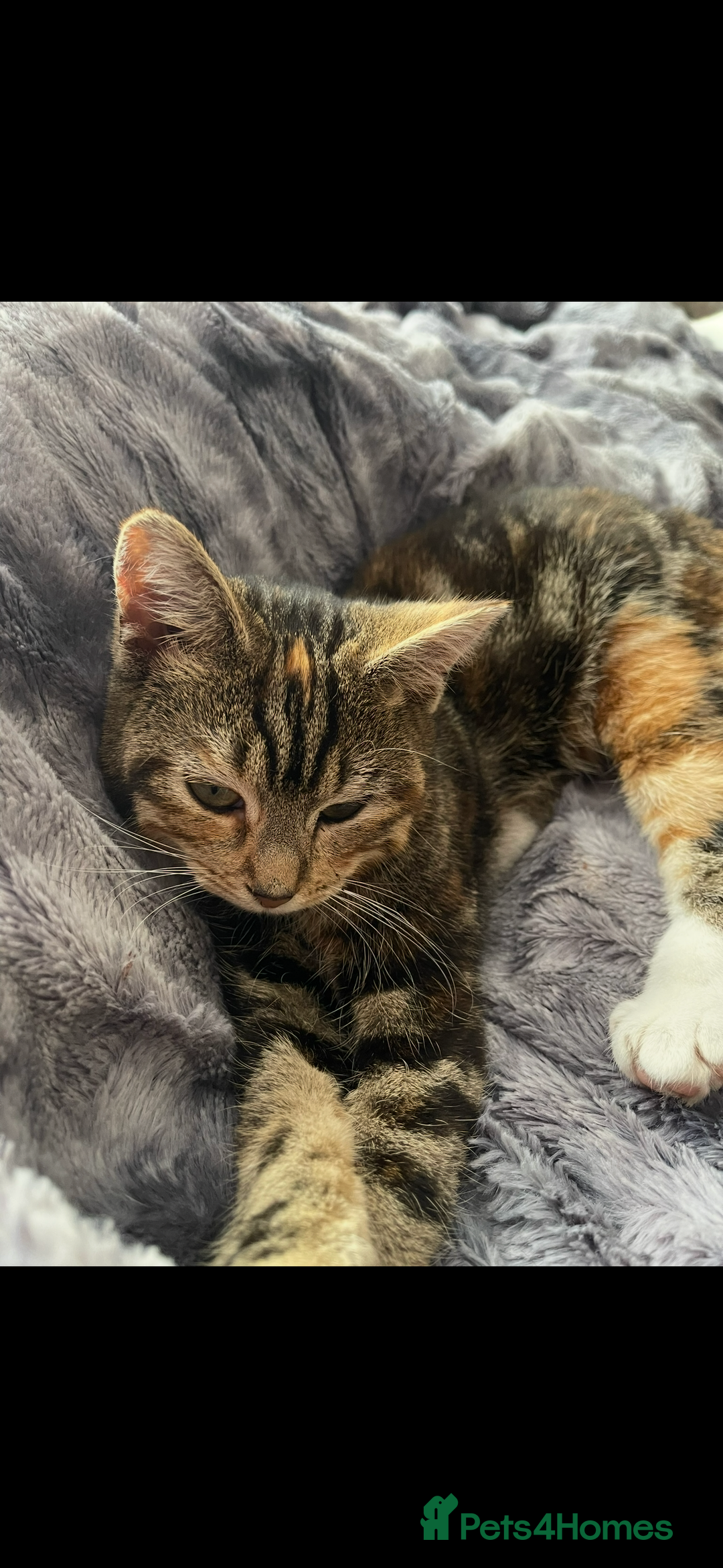 Domestic Shorthair cats for sale: Kittens for sale  - Advert 1