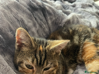 Domestic Shorthair cats Kittens for sale - Advert 2