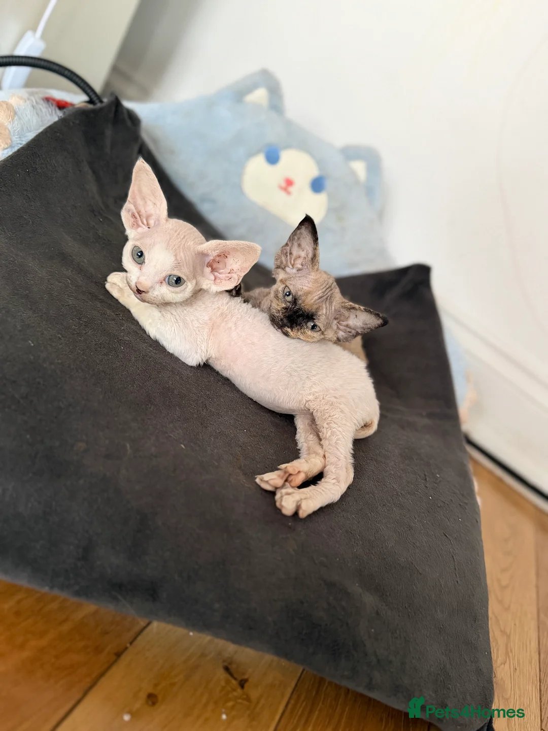 Devon Rex cats for sale: Last Male Devon Rex available 💙 - Advert 1