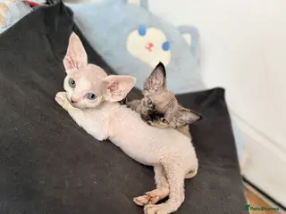 Devon Rex cats Last Male Devon Rex available 💙 - Advert 1
