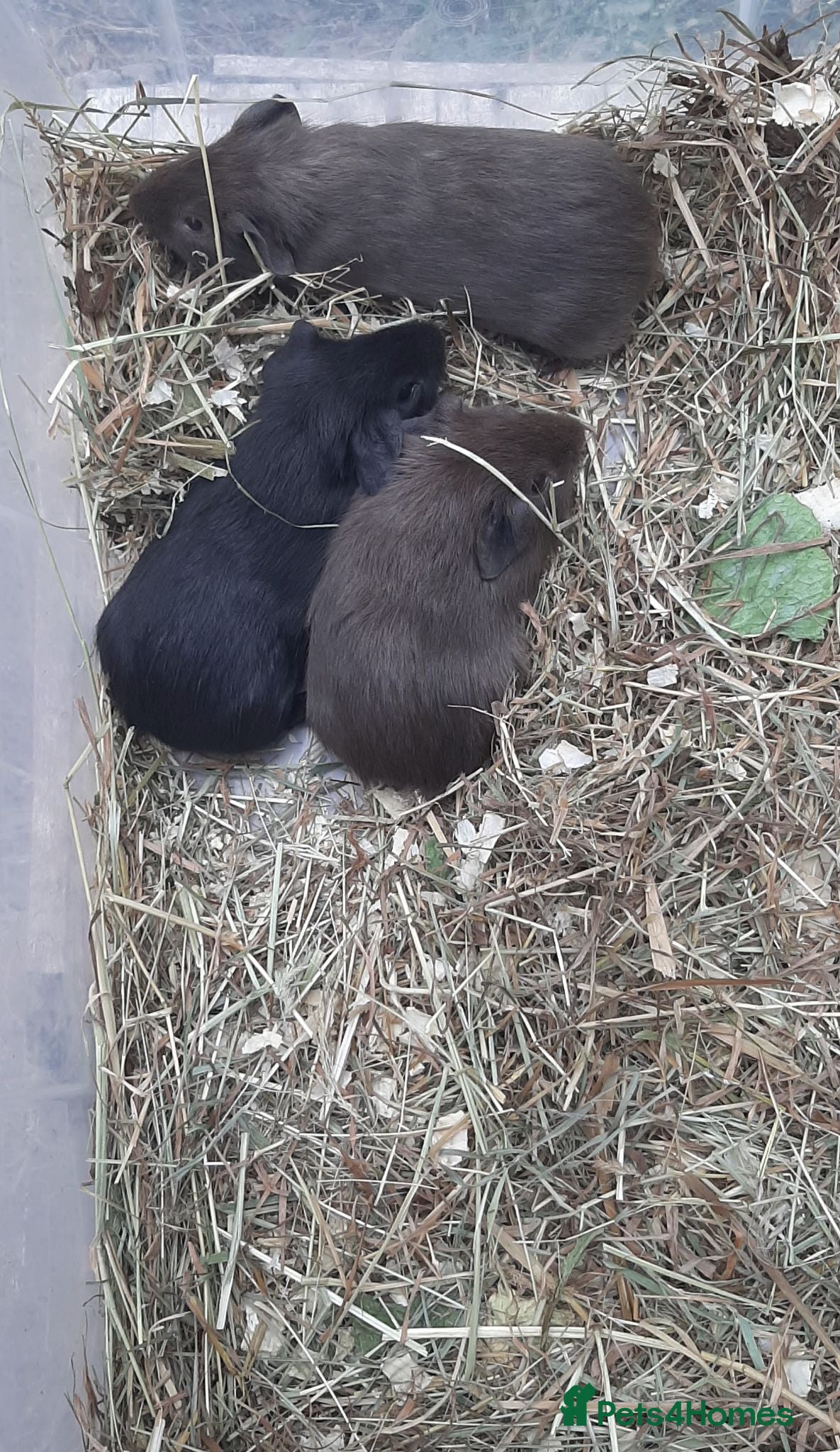 Guinea Pig rodents Guinea pig baby boys. - Advert 7