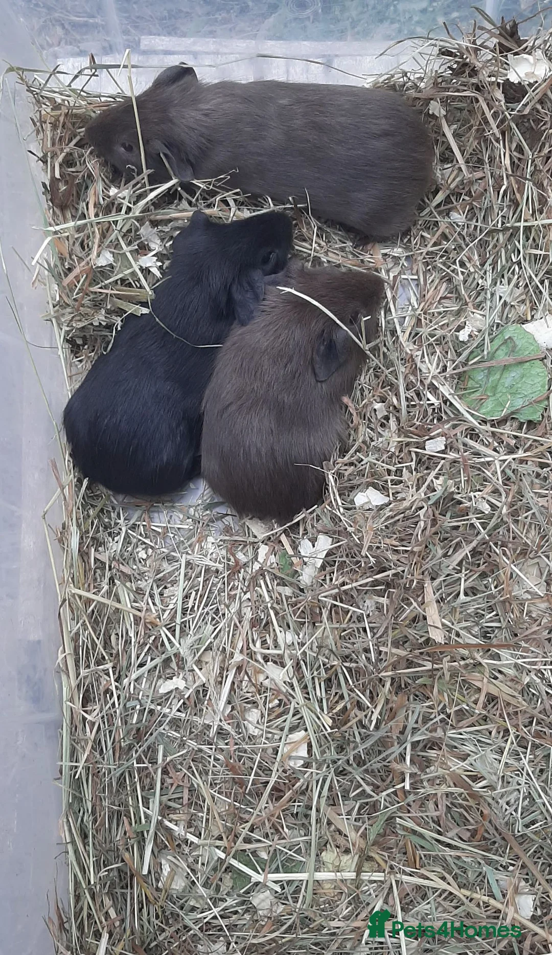 Guinea Pig rodents for sale: Guinea pig baby boys. - Advert 10