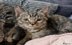 Ragdoll cats for sale: Ragdoll cross - Image 34