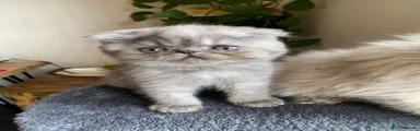 Scottish Fold 3