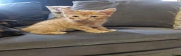 Domestic Shorthair cats for sale: Kittens for sale  - Advert 16