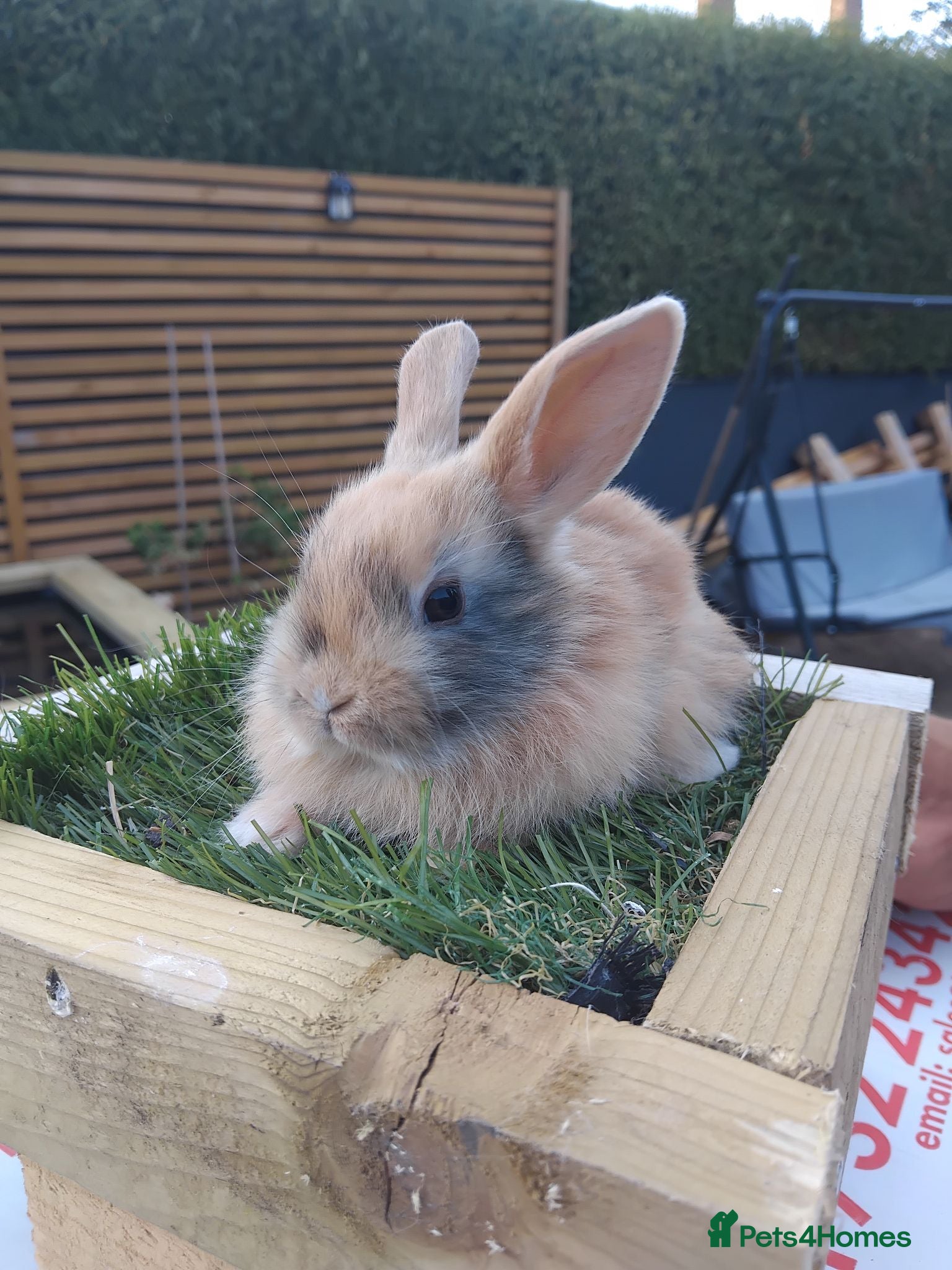 Mini Lop rabbits Baby lops - Advert 5