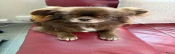 Mixed Breed dogs for sale: Beautiful Pekingese x chihuahua female  in Saint Helens - Advert 6