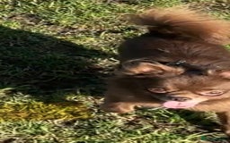 Chihuahua dogs for stud: Oscar for stud  in Warrington - Image 9
