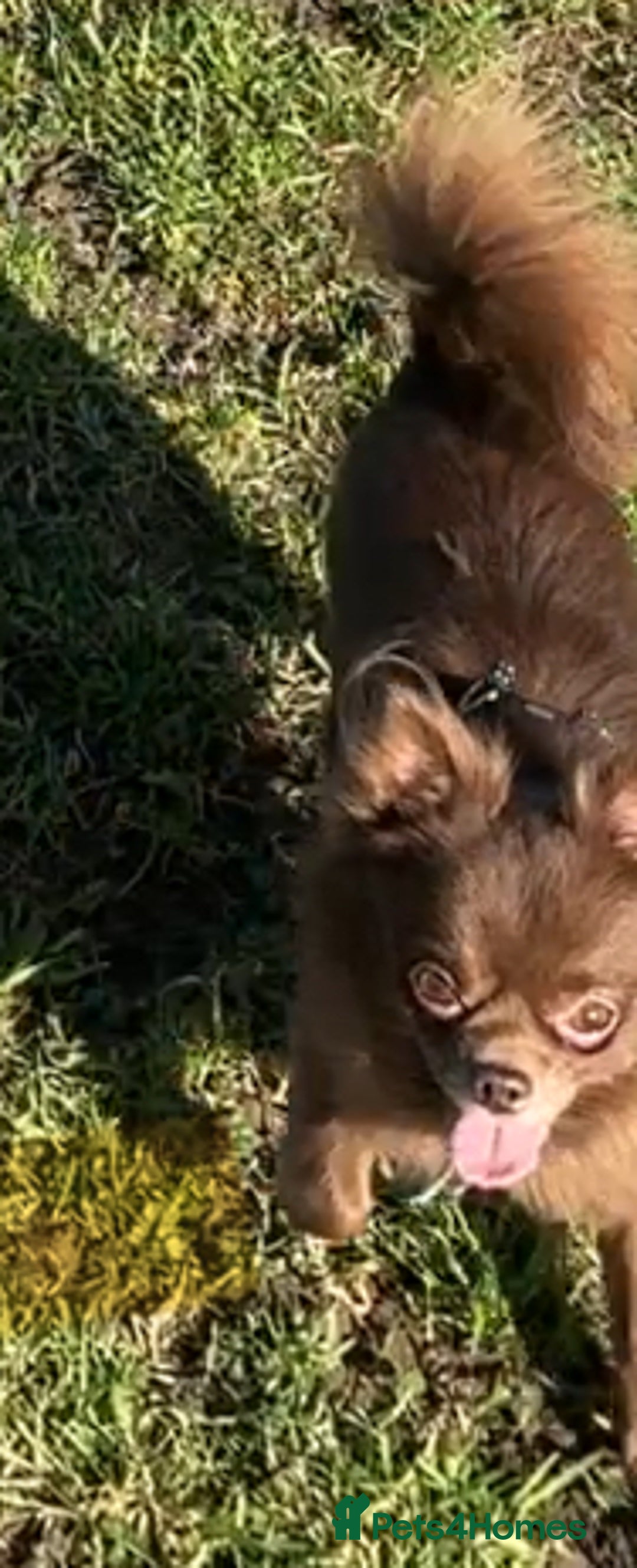 Chihuahua dogs for stud: Oscar for stud  in Warrington - Image 9