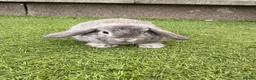 Mini Lop rabbits for sale: Mini lop babies  - Advert 6