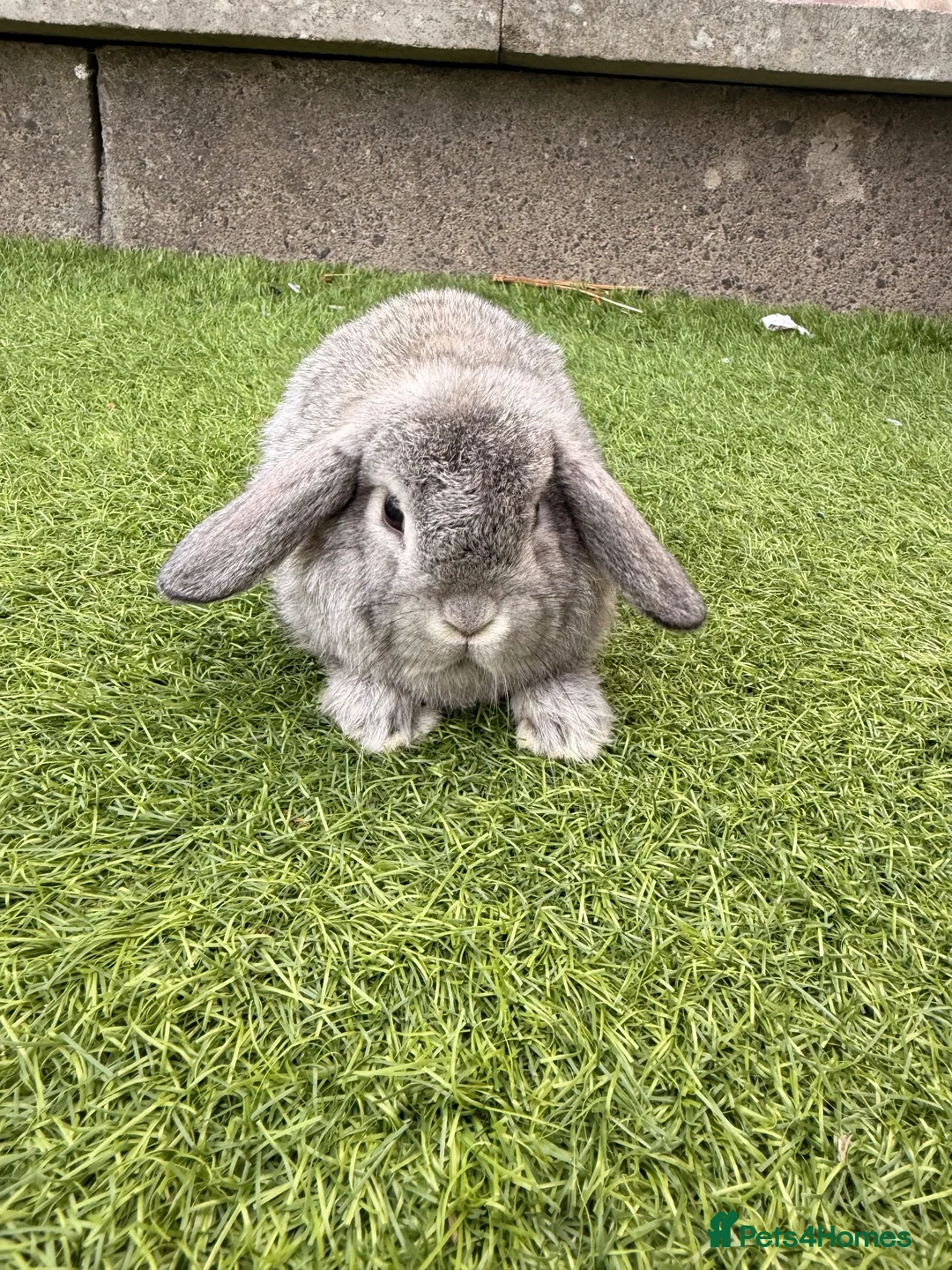 Mini Lop rabbits for sale: Mini lop babies  - Advert 6