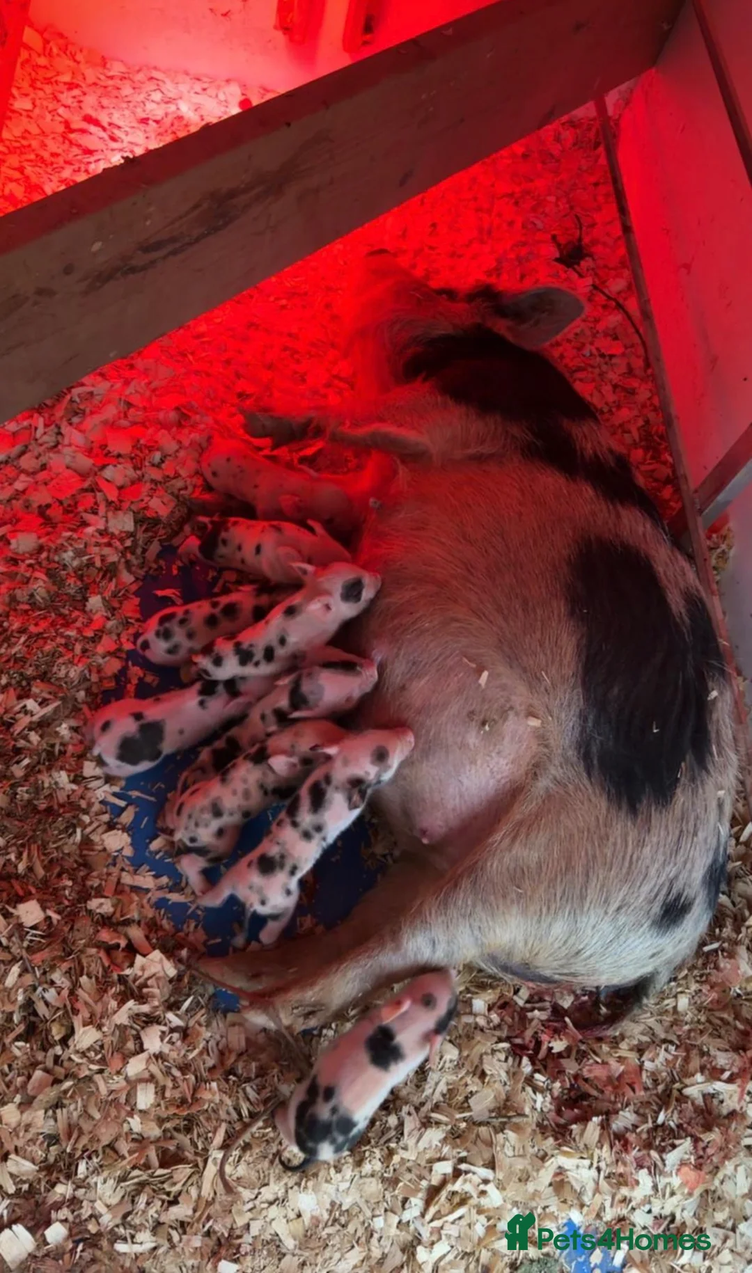 Pig livestock for sale: MINI PIGS FOR SALE - Advert 5