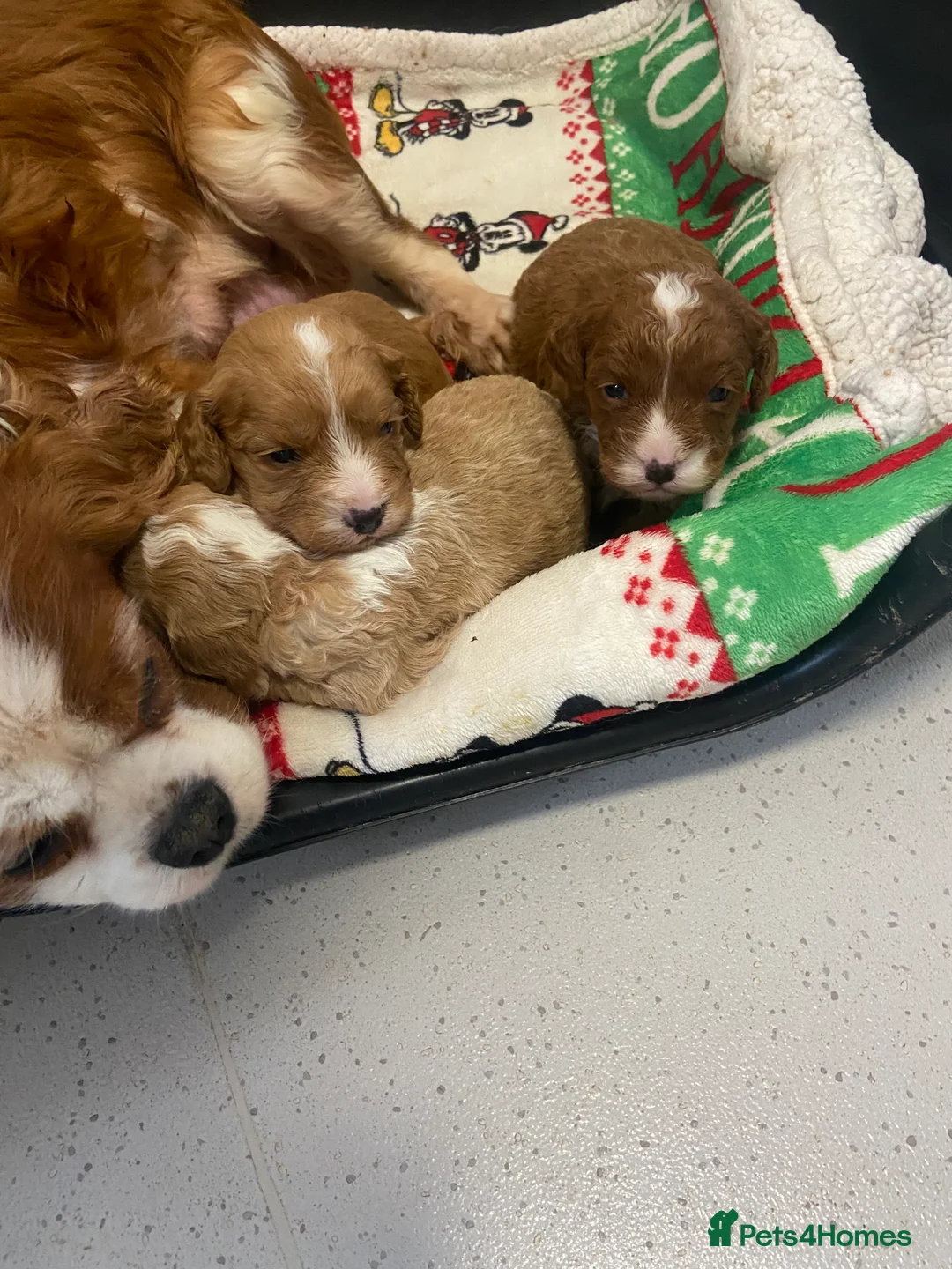 Cavapoo dogs for sale: 3 Gorgeous cavapoos 2male, 1 female  - Advert 3