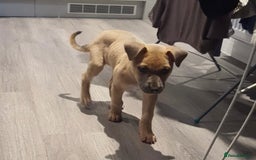 Mixed Breed dogs for sale: Female Puppy - collect today for £350 - Image 2