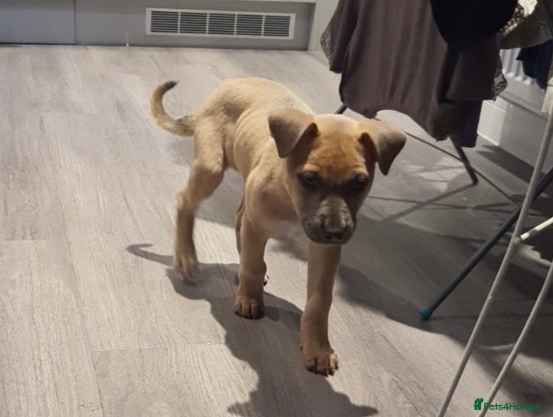 Mixed Breed dogs for sale: Female Puppy - collect today for £350 - Image 2