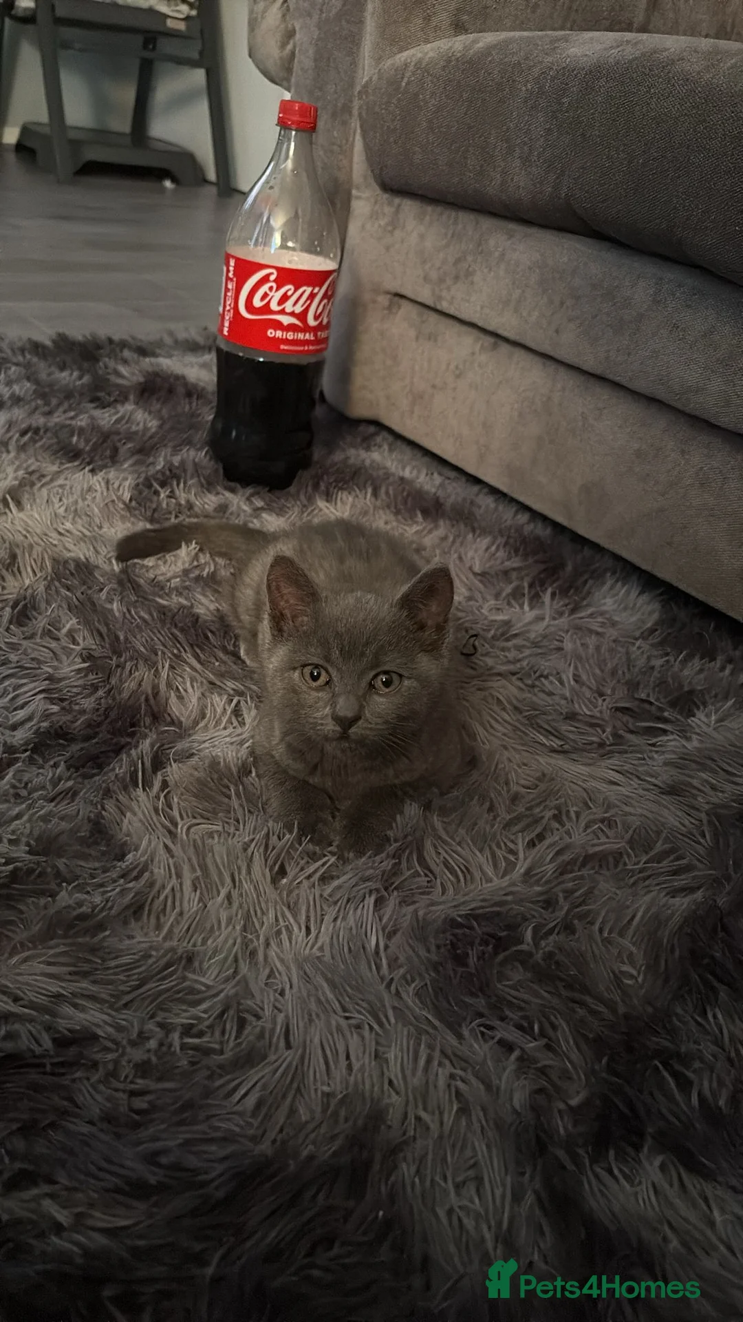 Mixed Breed cats for sale: Otto brittish short hair x scottish fold  - Advert 8