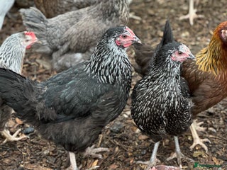 Chickens poultry - Advert 38