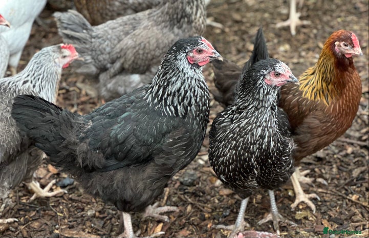 Chickens poultry - Advert 10