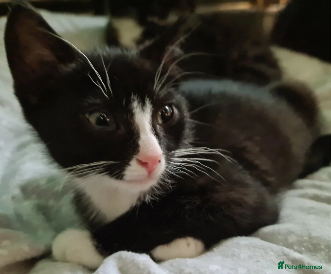 Mixed Breed cats for sale: Mixed bread - Advert 7