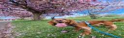 Cocker Spaniel dogs for stud: Cocker Spaniel stud - Advert 6