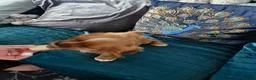 Cavalier King Charles Spaniel dogs for sale: KC reg health tested Cavalier King Charles puppies - Advert 7