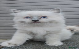 Ragdoll cats for sale: Adorable Ragdoll Boy for Sale - East London - Image 2