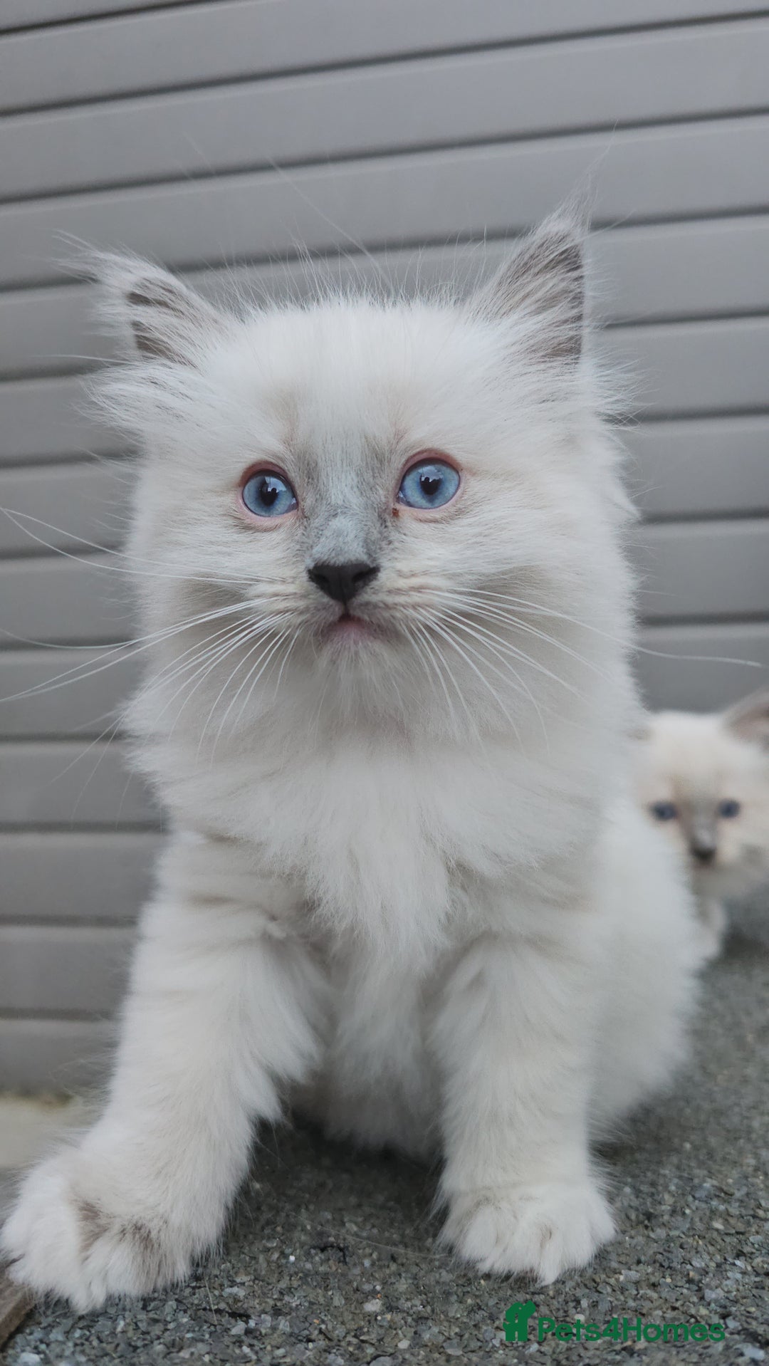 Ragdoll cats for sale: Adorable Ragdoll Boy for Sale - East London - Image 2