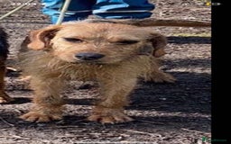 Mixed Breed dogs for sale: Beagle x spaniel x lakeland - Image 2