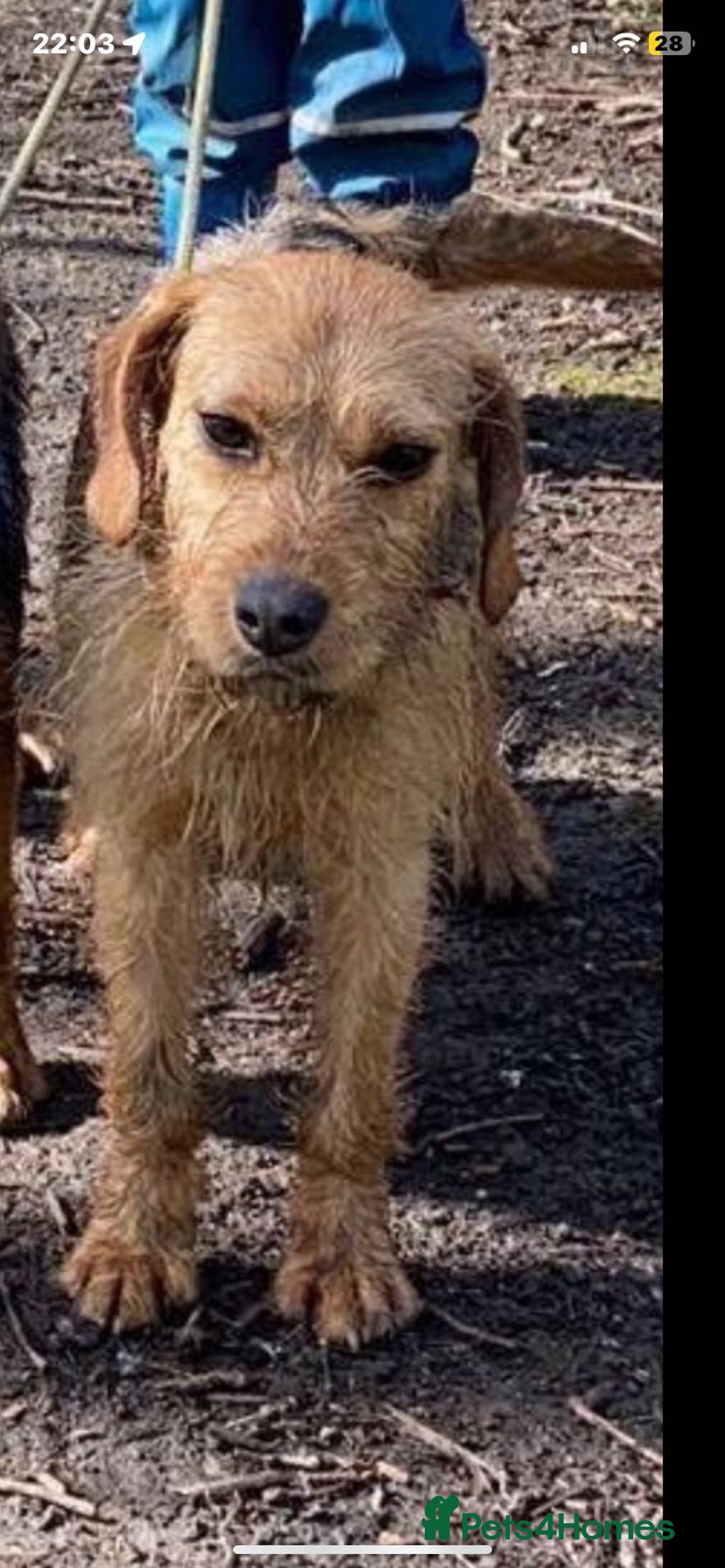 Mixed Breed dogs for sale: Beagle x spaniel x lakeland - Image 2