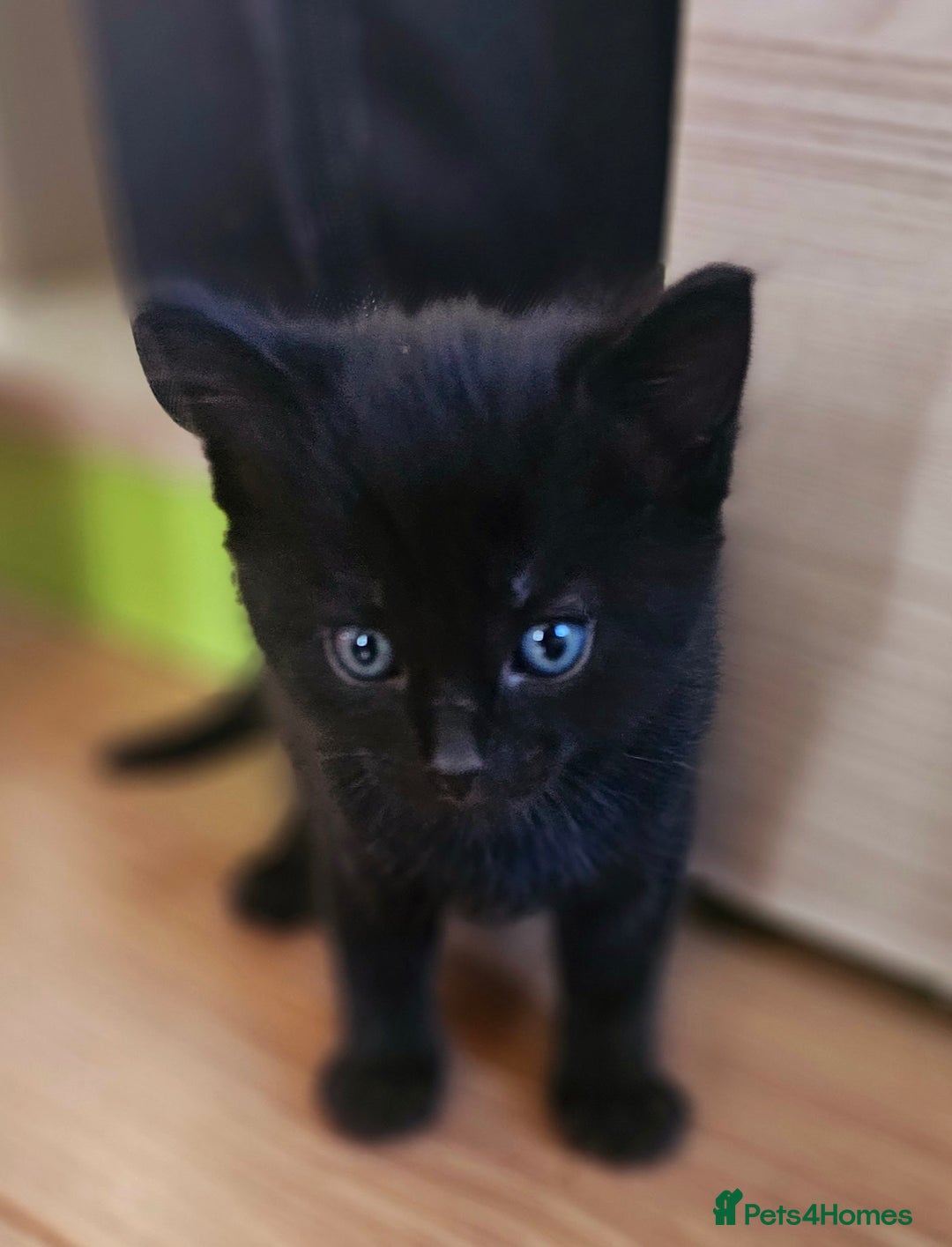 Mixed Breed cats for sale: Kittens  - Advert 6