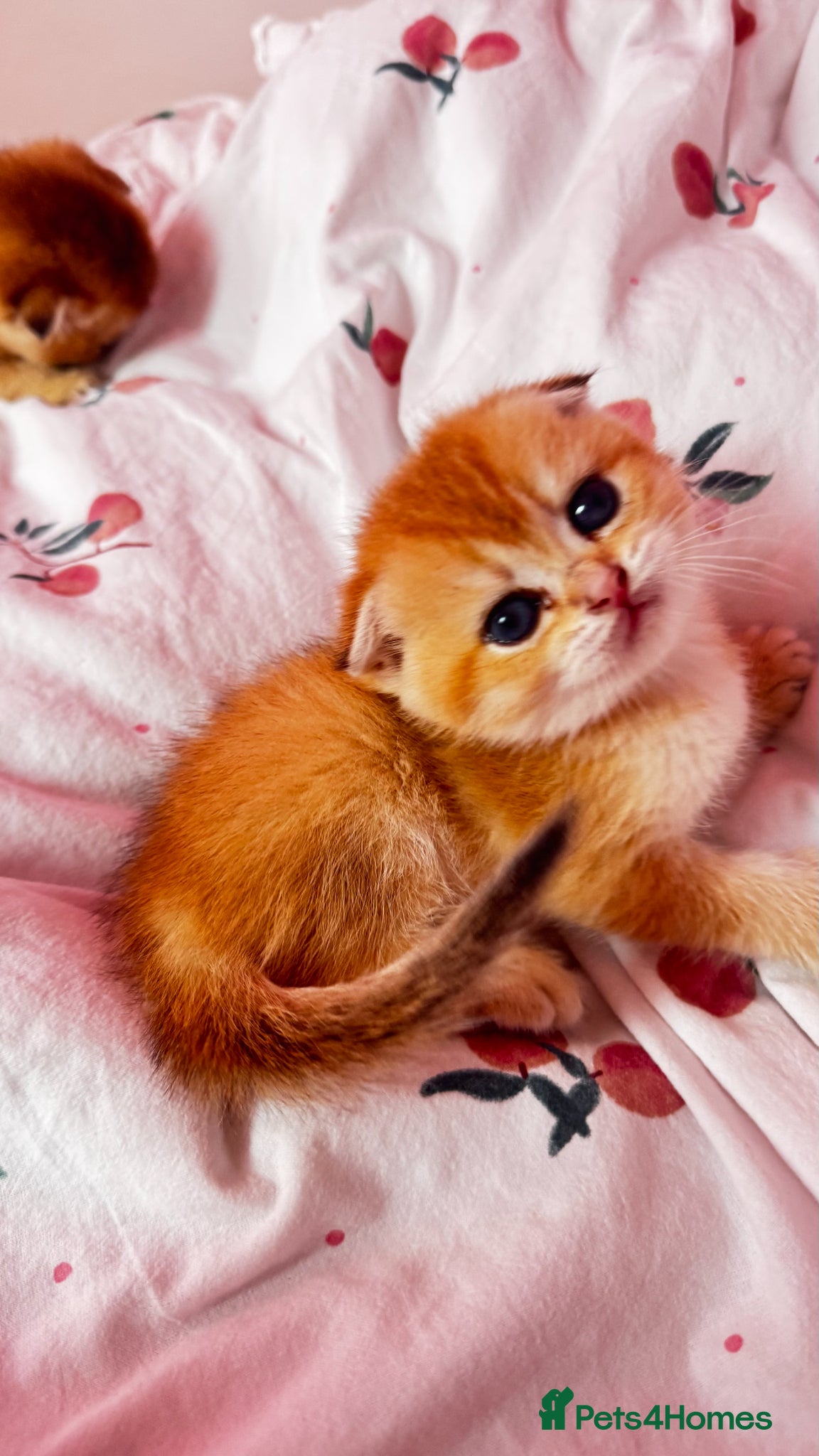 Scottish Fold cats Cute 🥰 Scottish fold TICA register  - Advert 6