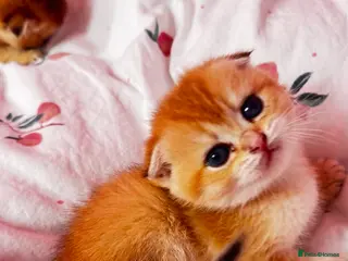 Scottish Fold cats Cute 🥰 Scottish fold TICA register - Advert 6