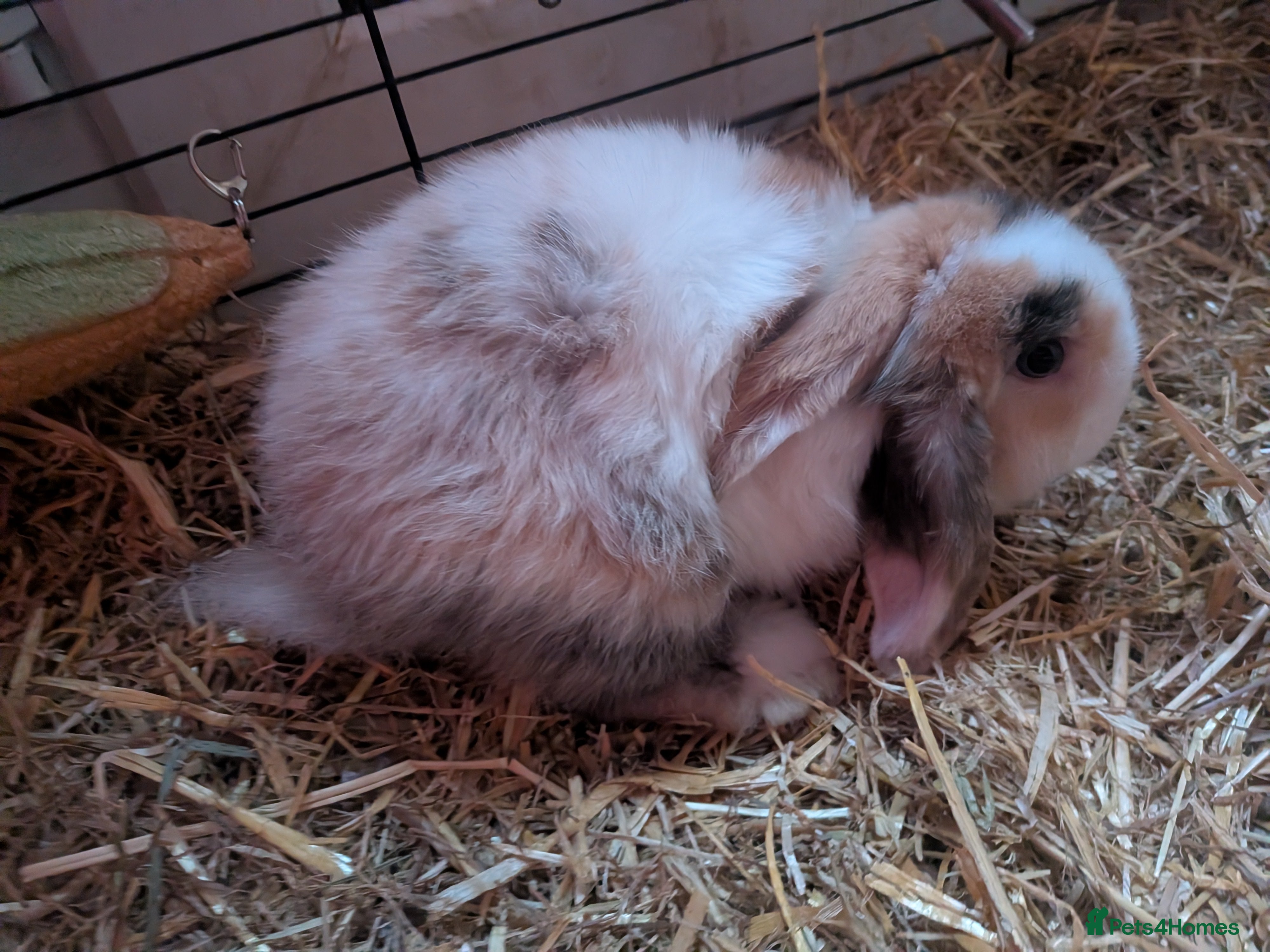 English Lop rabbits 2 English lops - Advert 15