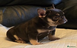 French Bulldog dogs for sale: TOP QUALITY KC REG FRENCHIES AVAILABLE  - Image 32