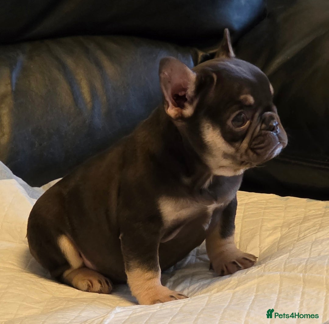 French Bulldog dogs for sale: TOP QUALITY KC REG FRENCHIES AVAILABLE  - Image 32