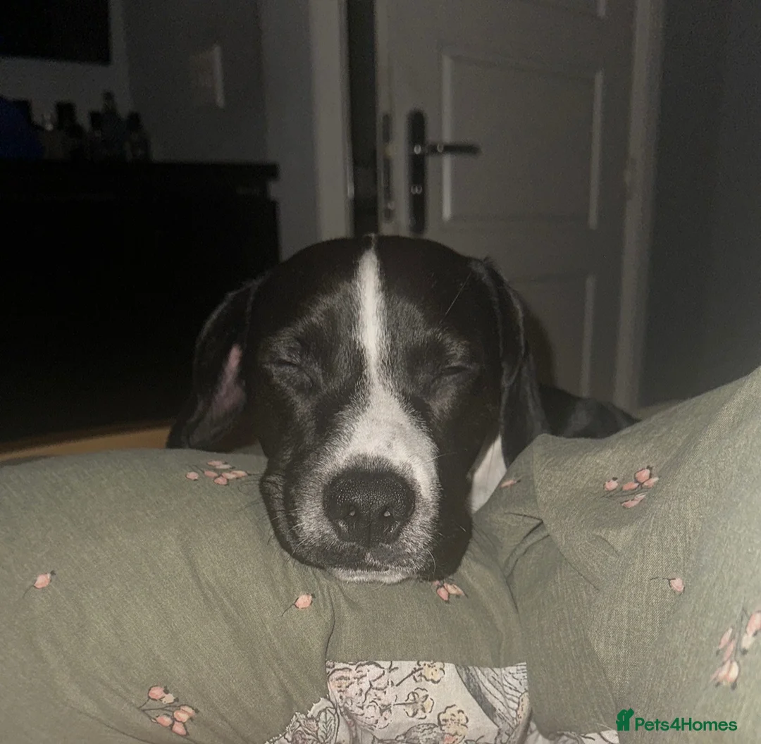 Mixed Breed dogs for sale: Rehoming due to change in family dynamics (Dave)  in Scunthorpe - Advert 2