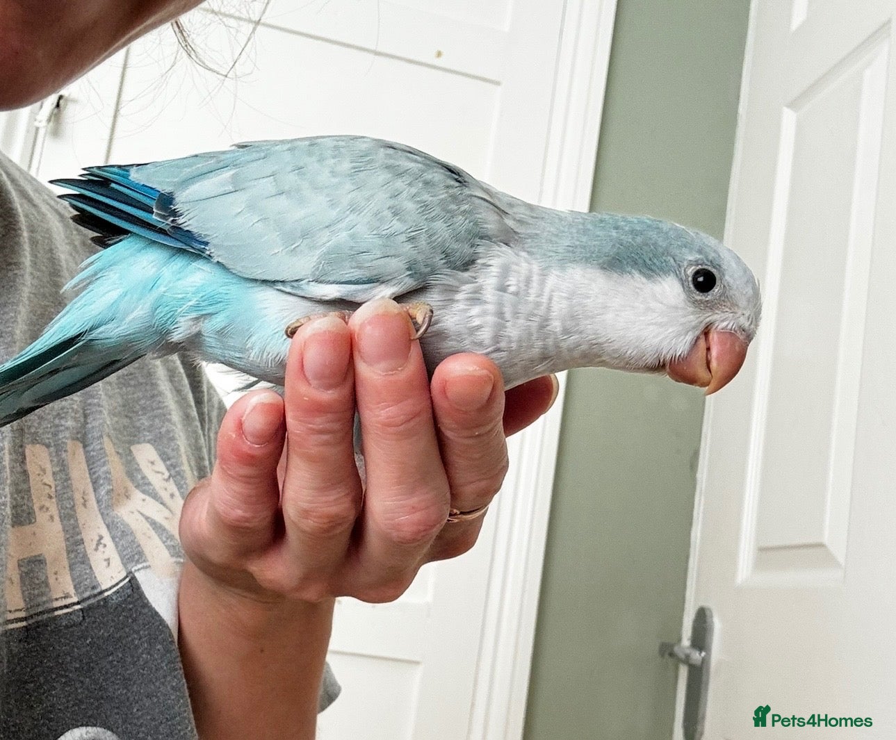 Parrots birds LAST 2 Silly tame Quaker babies - Advert 14