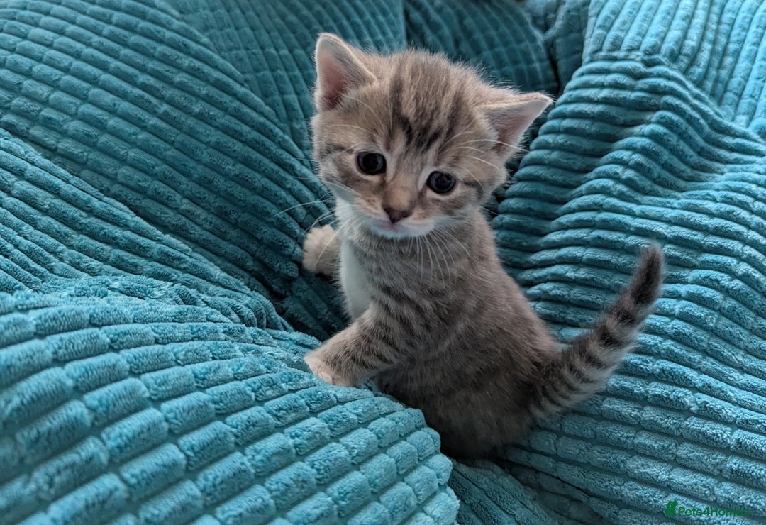 Mixed Breed cats for sale: 5 beautiful and playful kittens - Advert 13