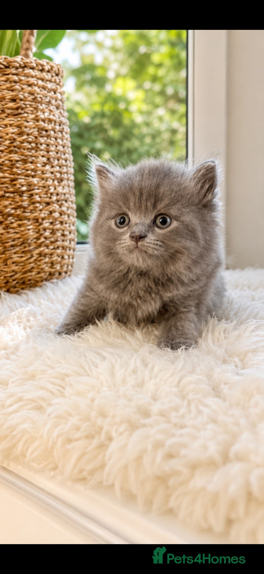 Ragdoll cats Reduced last boyRagdoll cross British longhair  - Advert 13