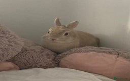 Netherland Dwarf rabbits for sale: Browny Dwarf Rabbit (URGENT) - Image 3