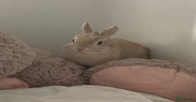 Netherland Dwarf rabbits - Advert 2
