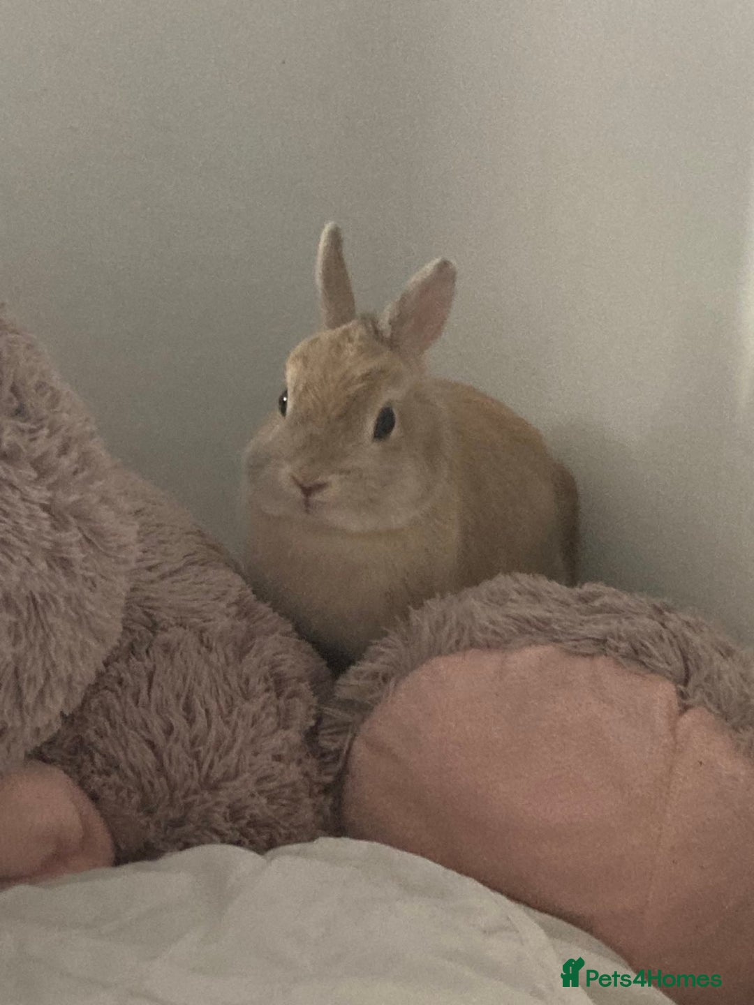 Netherland Dwarf rabbits for sale: Browny Dwarf Rabbit (URGENT) - Image 3