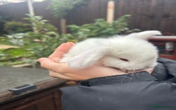 French Lop rabbits for sale: Pure French lop baby bunnies for sale  - Image 11