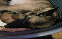Belgian Shepherd Dog dogs for sale: Belgian malinois puppies for sale  - Image 9