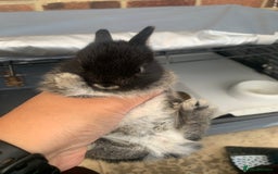 Netherland Dwarf rabbits for sale: Gorgeous Netherland Dwarf Rabbits - 3 left 🐰 - Image 8