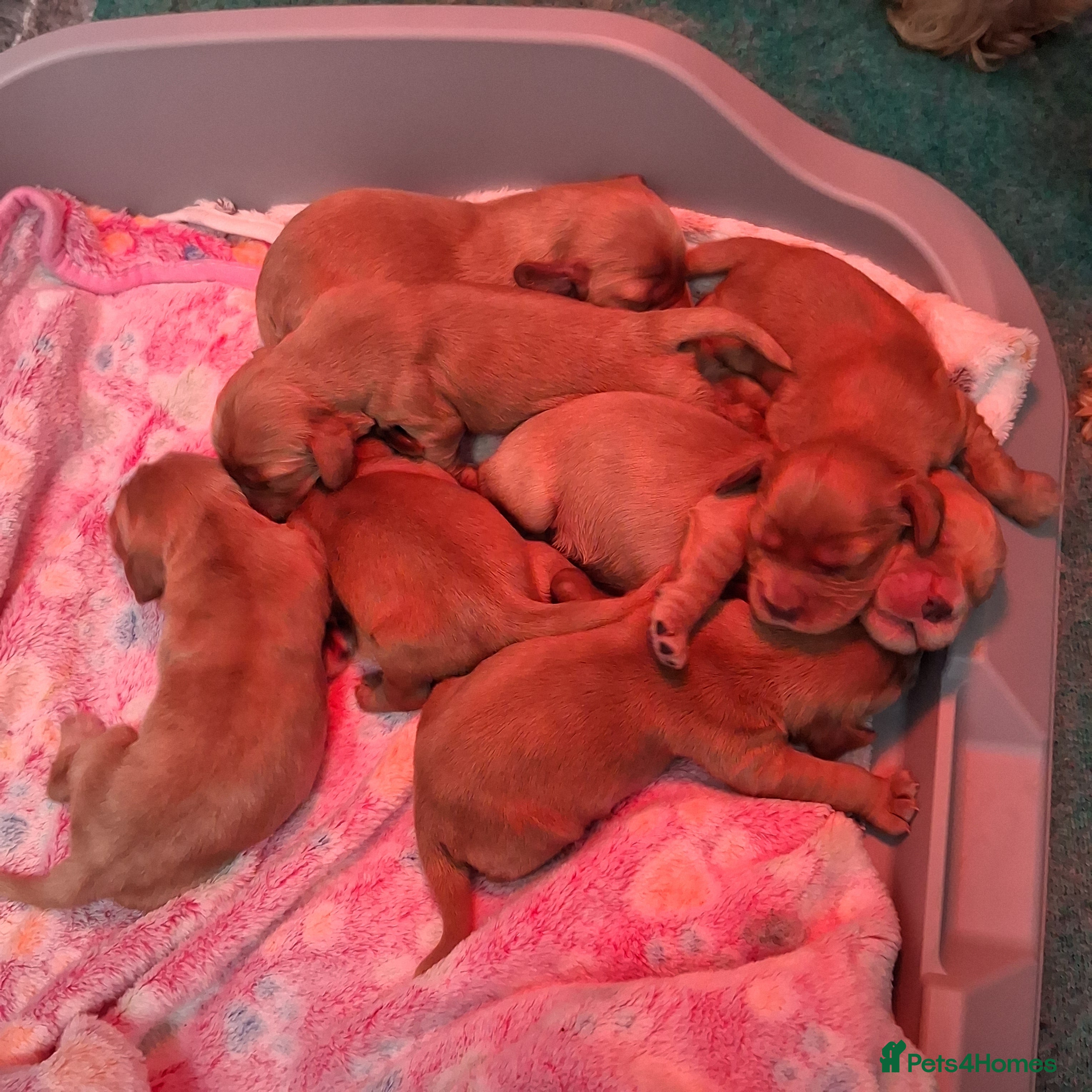 Cocker Spaniel dogs Health tested kc reg golden show cocker spaniels  - Advert 2